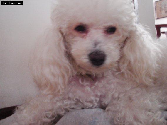 Foto del perro Motita