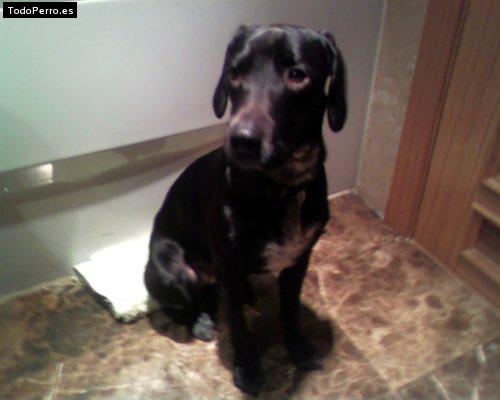 Foto del perro Noky