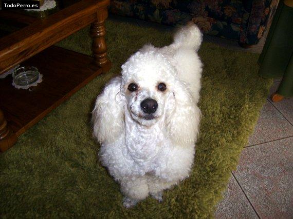 Foto del perro Baltazar