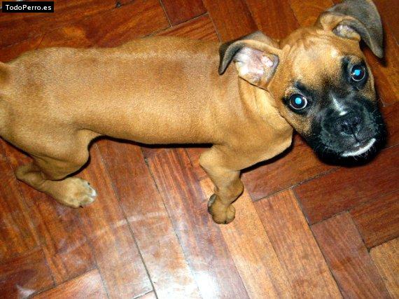 Foto del perro Tity