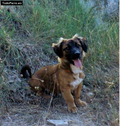 Foto del perro Nanuk