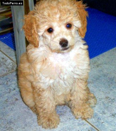 La foto del perro Wanda Foto del perro Wanda