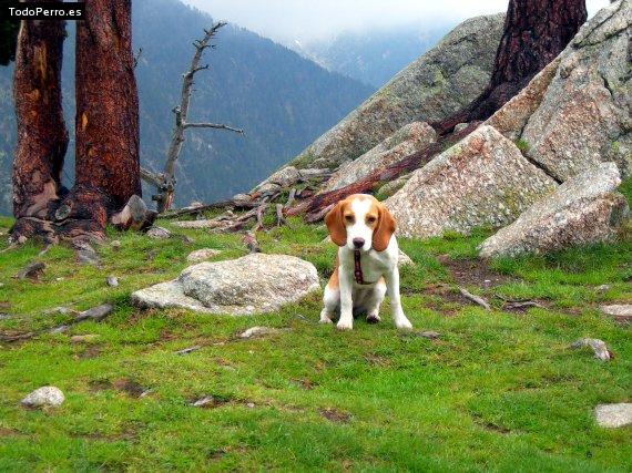 Foto del perro Nuca