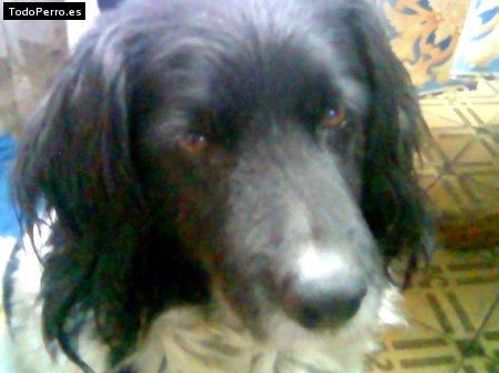 Foto del perro Maya