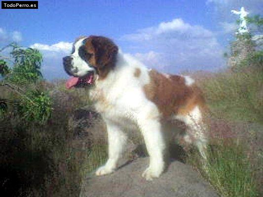 Foto del perro Ronald