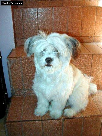 Foto del perro Bianka