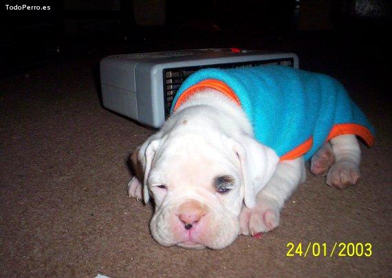 Foto del perro Bhorsser