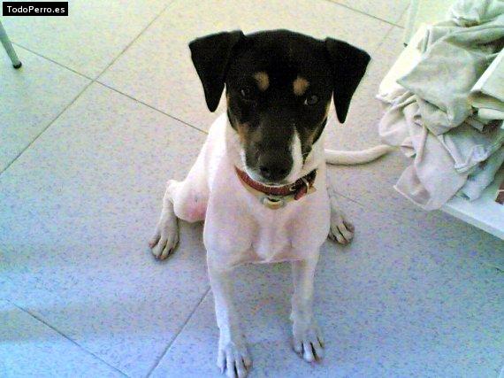 Foto del perro Tina