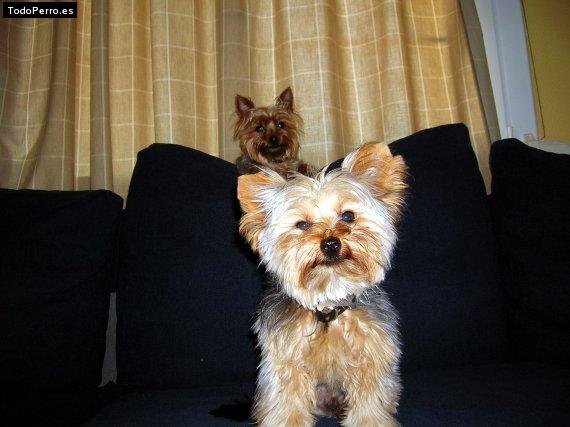 Foto del perro Seth