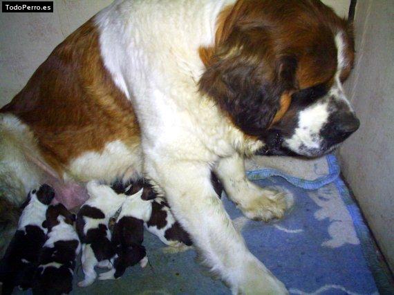 Foto del perro Pascuala y cachorros