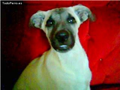 Foto del perro Scott