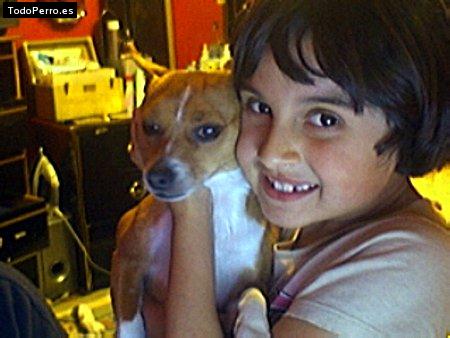 Foto del perro Belleza