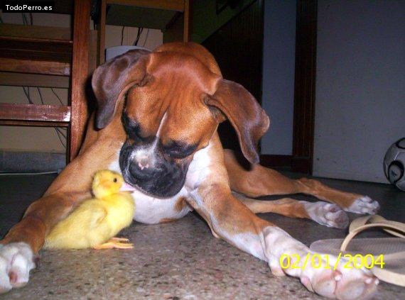Foto del perro Thais