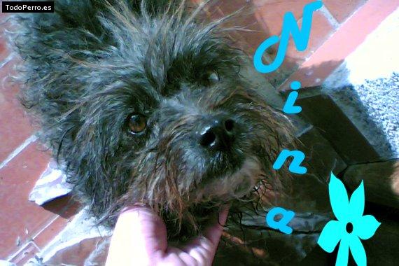Foto del perro Nina