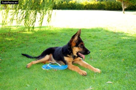 Foto del perro Bronko