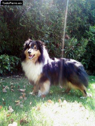 Foto del perro Tommy
