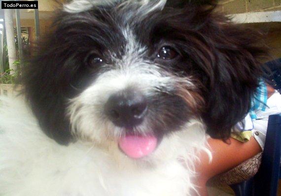 Foto del perro Muñeca
