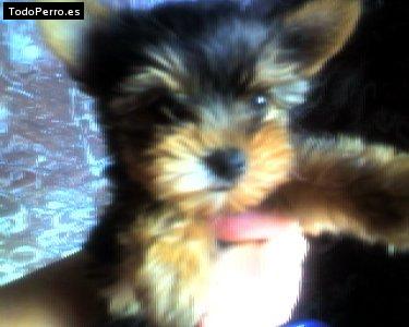 Foto del perro Mini