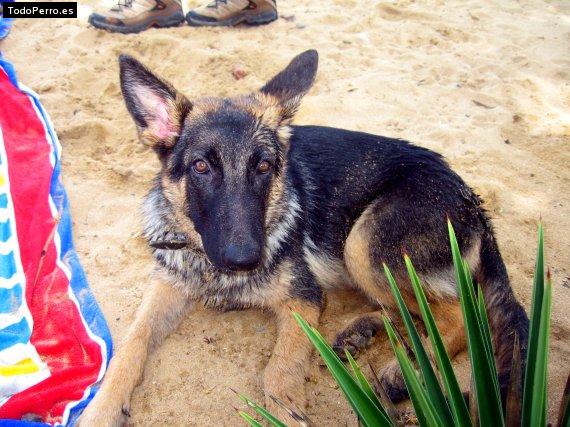 Foto del perro Bribon