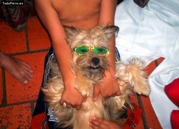 Foto del perro Sam