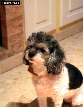Foto del perro Judy