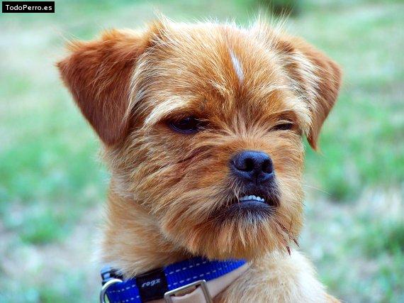 La foto del perro Chimo Foto del perro Chimo