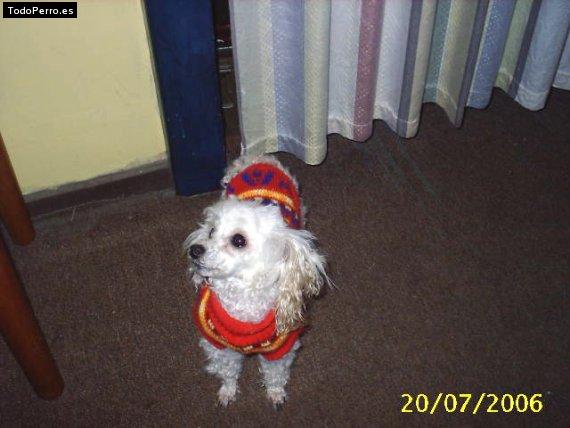 La foto del perro Cintita Foto del perro Cintita