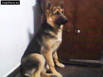 Foto del perro Truman