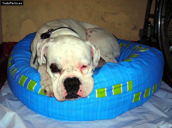 Foto del perro Tobie
