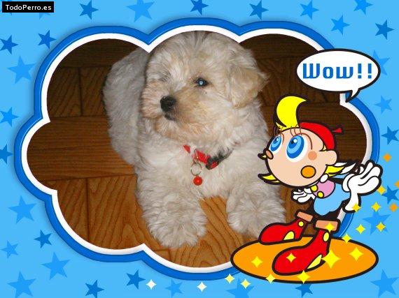 La foto del perro Chispa Foto del perro Chispa