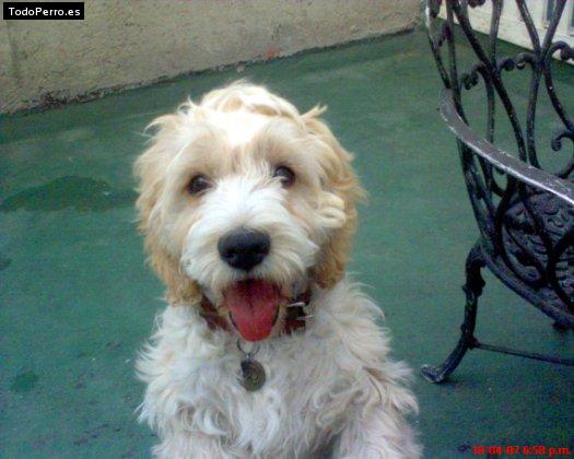 Foto del perro Bosko