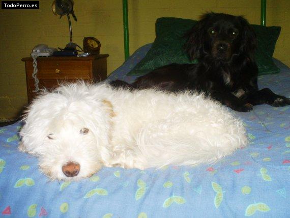 Foto del perro Bambi andres