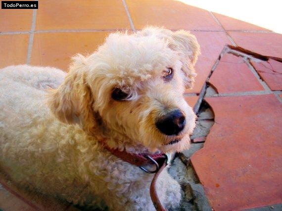 La foto del perro Rabito Foto del perro Rabito