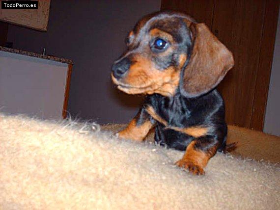 Foto del perro Shira
