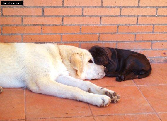 Foto del perro Duquesa y carusso