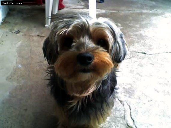 Foto del perro Bart