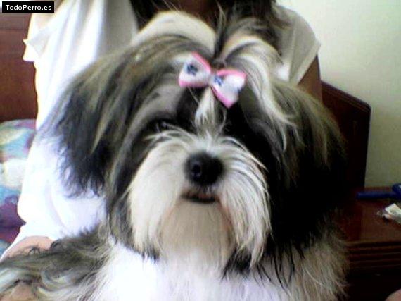 Foto del perro Nena