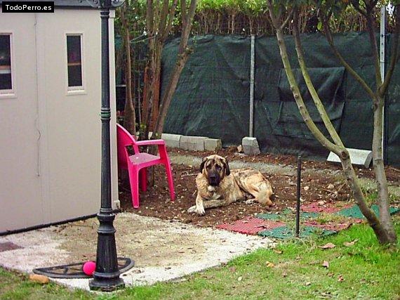 Foto del perro Rocco