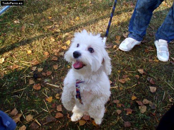 Foto del perro Terry