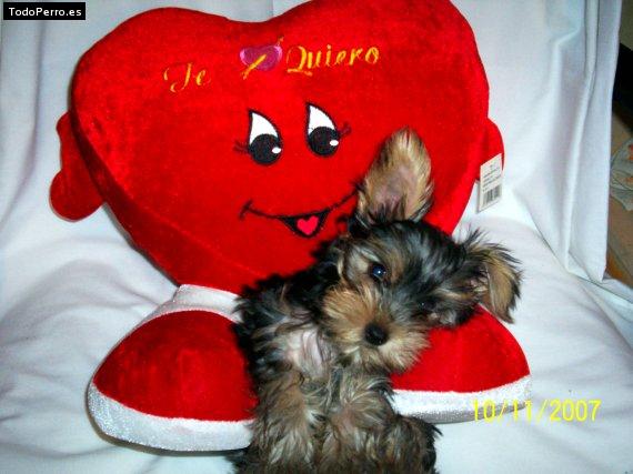 Foto del perro Estrella
