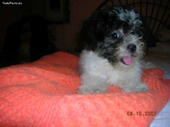 La foto del perro Cocco del mar Foto del perro Cocco del mar