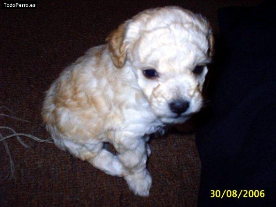 La foto del perro Boomer Foto del perro Boomer