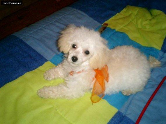 La foto del perro Camy Foto del perro Camy