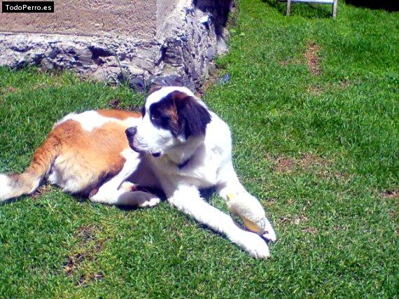 Foto del perro Sebastian