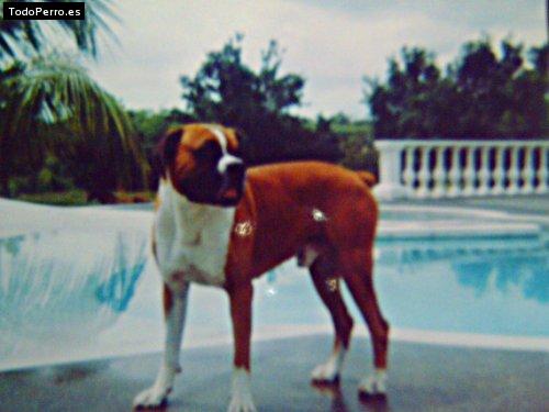 Foto del perro Kaizer gomez