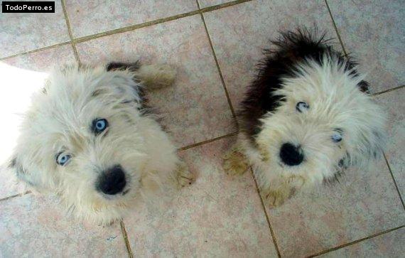 Foto del perro Tommy y gus