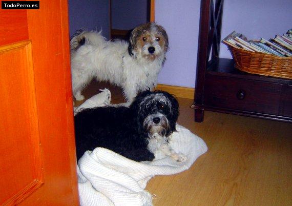Foto del perro Urko y boxie