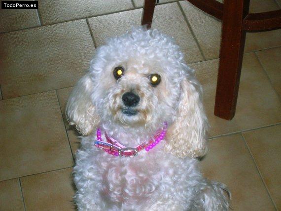 Foto del perro Matilda