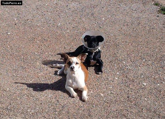 Foto del perro Nora y kiara