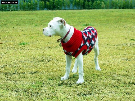 Foto del perro Luna